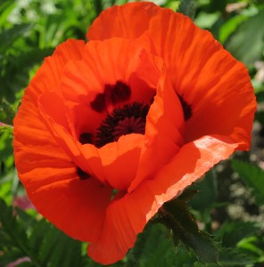 poppy